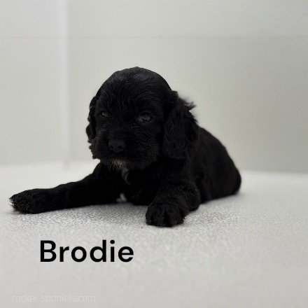 puppy, for, sale, Cocker Spaniel, Joe & Cherri  Overlease, dog, breeder, Miller, MO, dog-breeder, puppy-for-sale, forsale, nearby, find, puppyfind, locator, puppylocator, aca